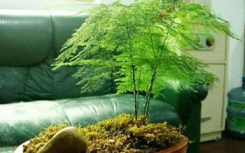 水培文竹烂根，如何挽救
