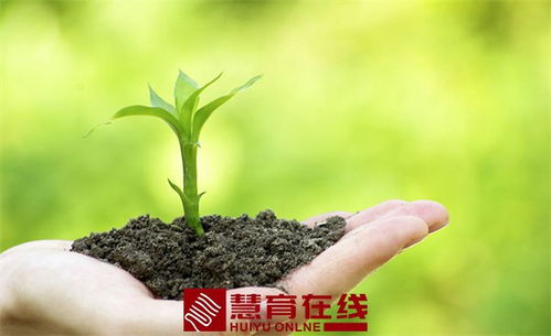 蒲公英种子如何撒入土壤里？土壤需要什么条件