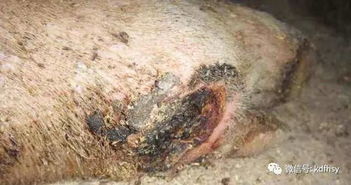 种猪站不起来头孢是唯一选择吗