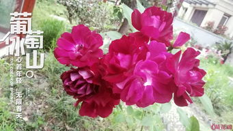 藤冰山月季：藤蔓间的美丽， 自由又飘逸