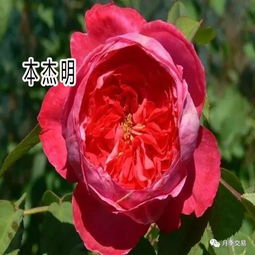 破晓月季：浓香四溢的庭院新宠