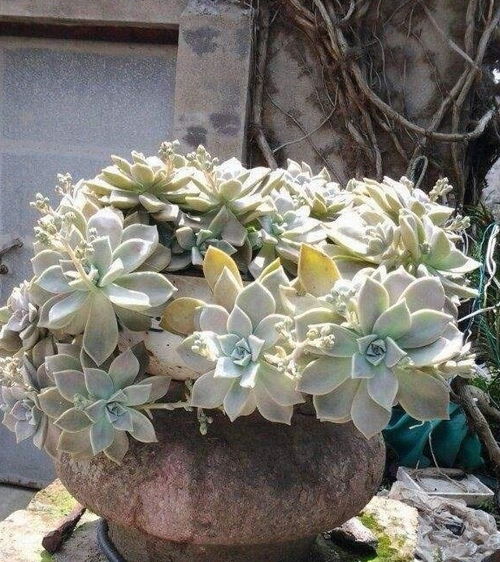 适合用灶灰渣种植的花卉