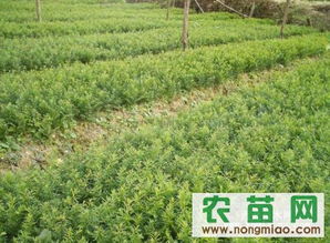 萧山苗农：精湛种植技术， 赢得市场认可