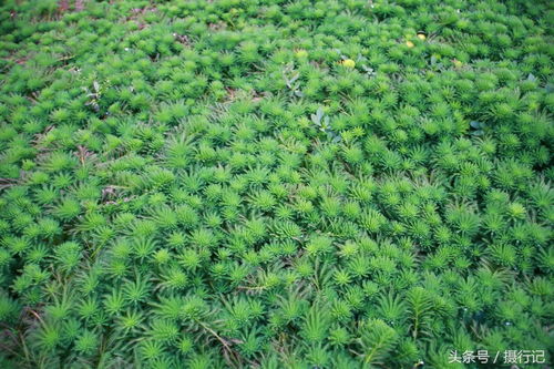 高原草坪：绿色覆盖， 美丽家园