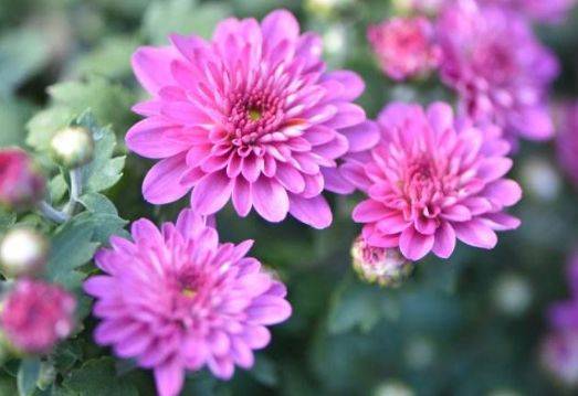 菊花：四季盛开的花朵