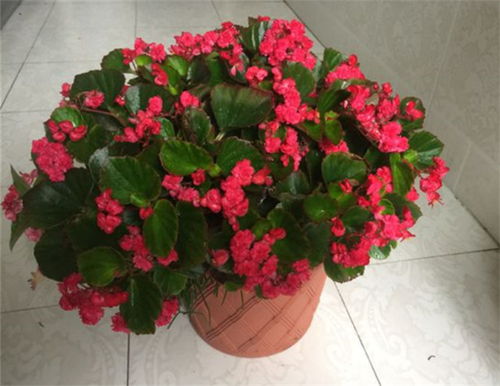 秋季移栽，树木成活率提升大法！