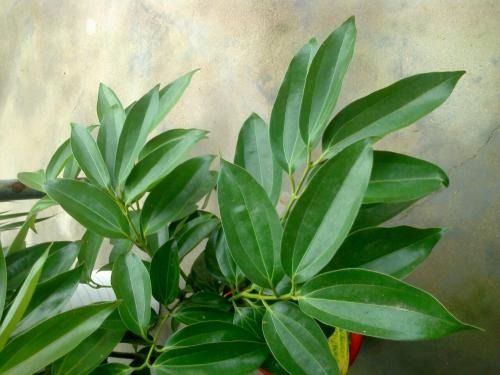 植物叶子脱落，问题大不大？