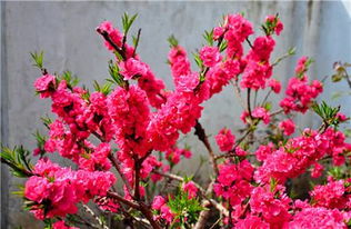 碧桃果实探秘：口感与甜度大揭秘