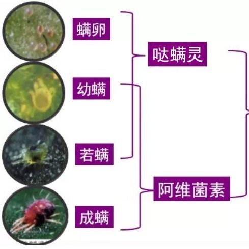 阿维菌素：酸酸的小秘密