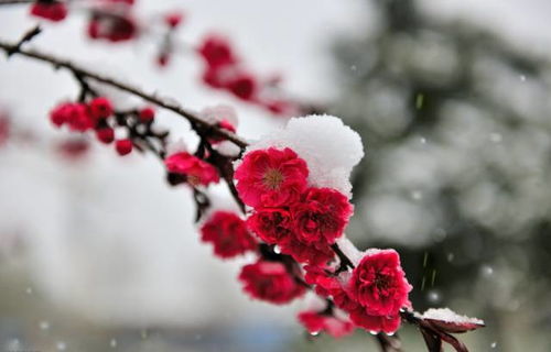 梅花与腊梅的不同季节与花味