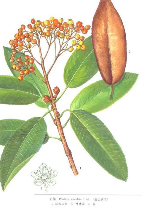 7. 钝翅槭（金元宝）