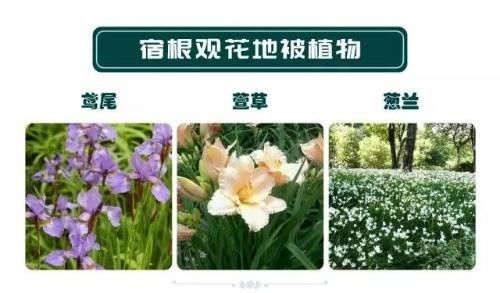 北方气候下的二年生草本植物