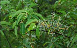 大叶女贞的花期之谜