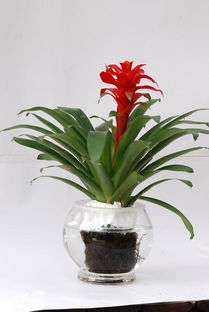 凤梨科植物：耐热小嫩手