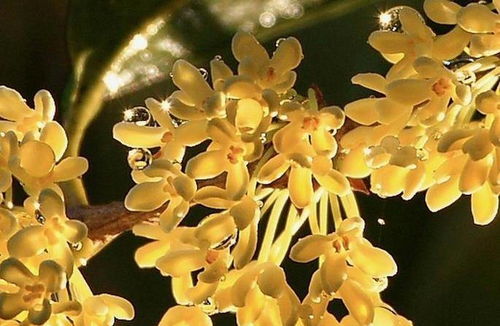 桂花树何时开花？花期养护攻略有哪些