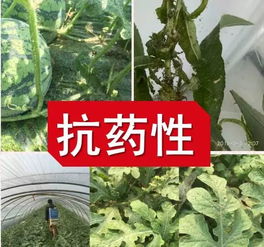 揭秘花土杀菌消毒技巧，打造无虫害的绿色园艺环境