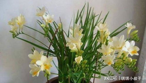 想让郁金香开花又大又艳？这份养殖方法