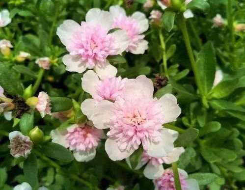 种出来的花为何粉嫩娇艳呃？