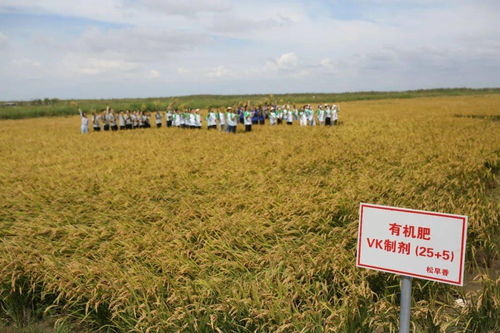 黑麦富含营养，用途广泛