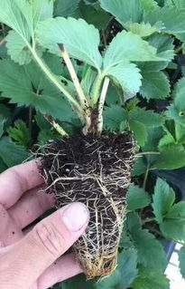 要我说啊， 种当归就跟养娃一个理——把握住黄金生长期，该吃吃该睡睡，时候到了自然给你惊喜。