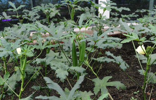 秋葵什么时候种植最好？种植时间和方法详解