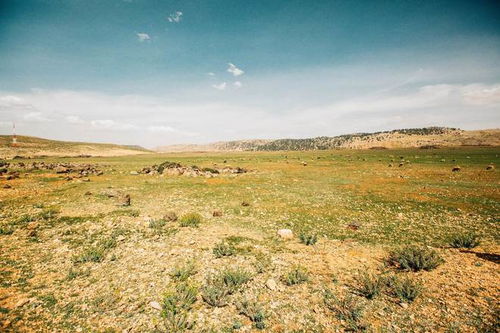 沙漠中的绿色奇迹