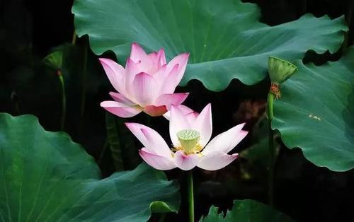 荷花养殖，如何选择合适的水域