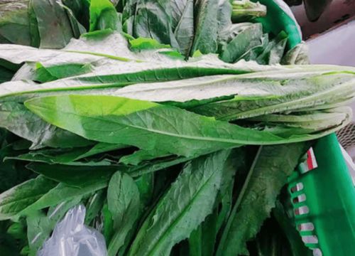 野生水芹菜，Neng吃吗？