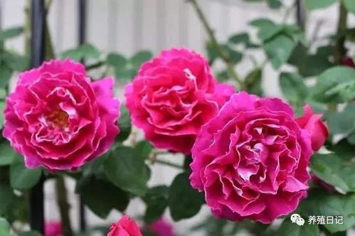 种植的季节：春暖花开时