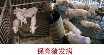 2026养猪业变局，蓝耳病净化之路在何方？