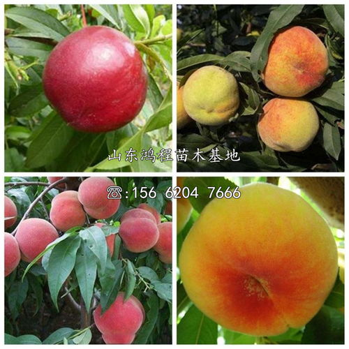 繁育品种：超过百种苗木等待您挑选