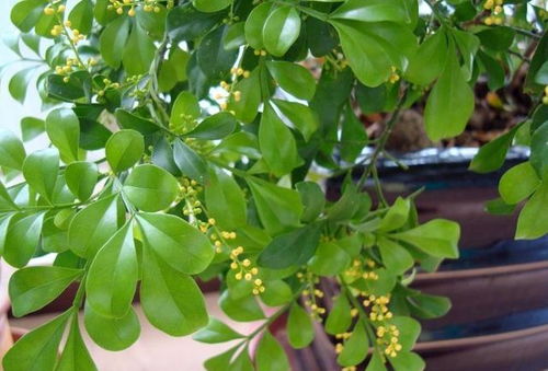 米兰花喜温暖湿润环境，需充足光照