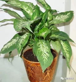 四步急救法， 试试kanNeng不Neng救活