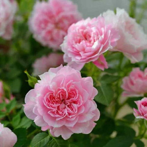 月季花种植，注意事项多