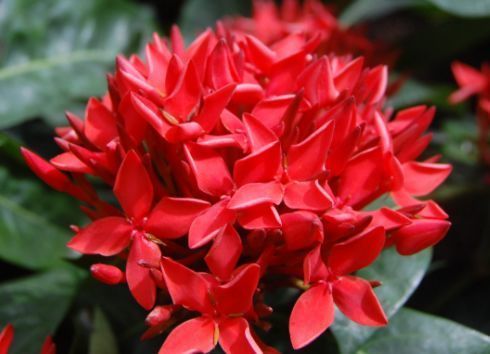 灯笼花的美丽传说