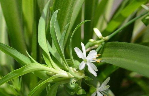 吊兰：净化空气， 美化环境