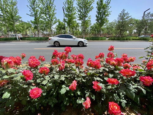 月季花开如海，巩义城变花城