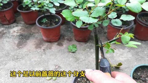 接穗处理要小心， 插入时留白hen重要