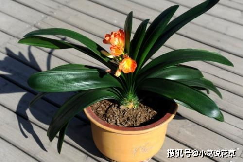 施肥要适度， 三低原则记心间