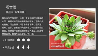 多肉品种大全：新手必看的常见多肉图鉴