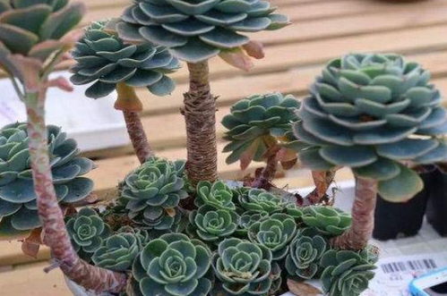 捕蝇草的光照需求：充足阳光是关键