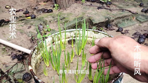 香葱种植那些事儿