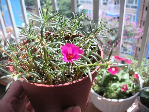 沙漠玫瑰：沙漠中的“玫瑰”