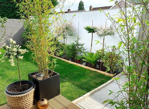 1. 藤本月季， 围墙美容师