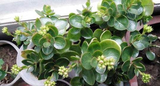 冬季花卉种植小贴士：种什么花容易活？