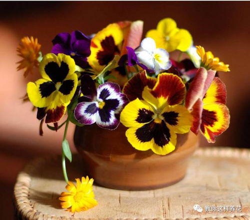 五角星花在什么季节播种最适宜，具体播种方法和时间是怎样的
