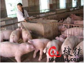 高效仔猪保育，打造绿色养殖新模式