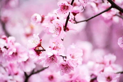 桃花开不开，先堪天气