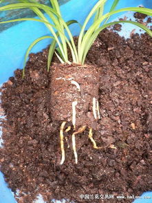 啥叫扦插爬山虎,为啥子要扦插喃