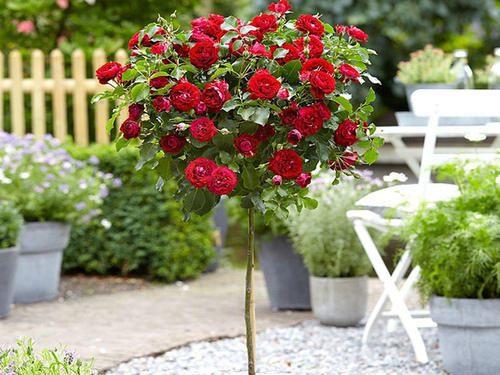 修剪整形， 月季的美丽秘诀